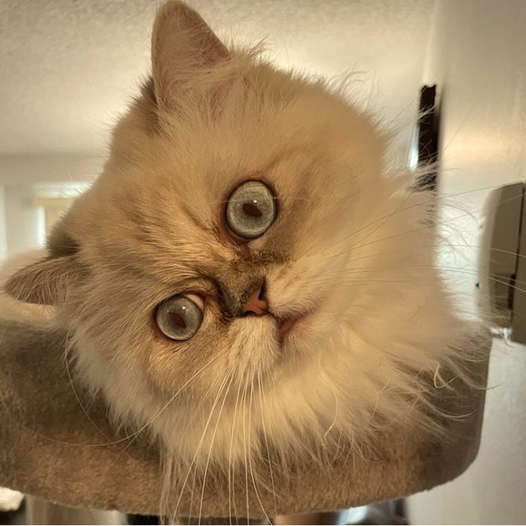 Meet your Posher, Serah - Picture 1 of 1